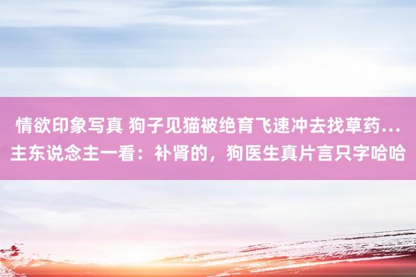 情欲印象写真 狗子见猫被绝育飞速冲去找草药…主东说念主一看：补肾的，狗医生真片言只字哈哈
